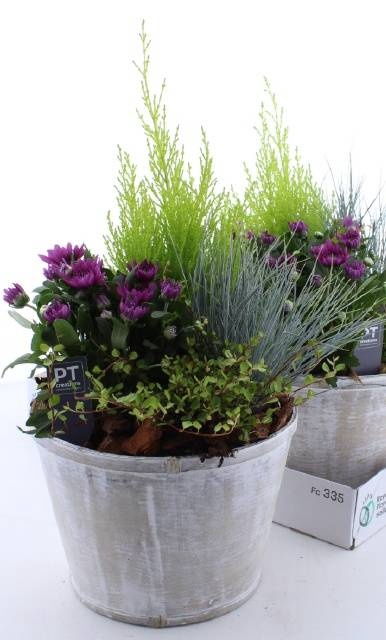 <h4>ARR TUINPLANTEN</h4>