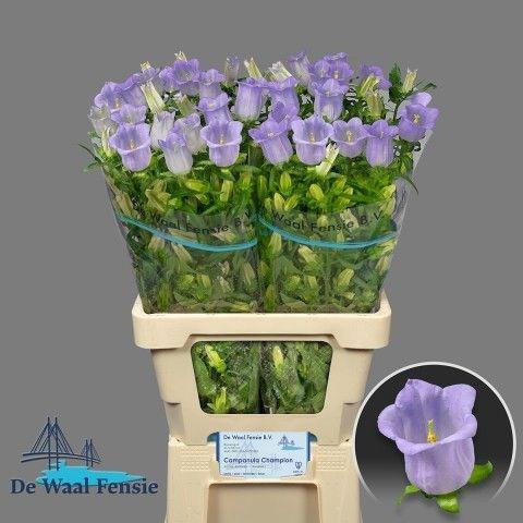 <h4>CAMP M CHAMPION LAVE</h4>