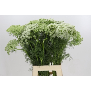Ammi Visnaga