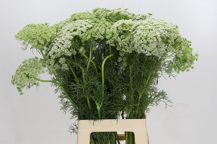 <h4>Ammi Visnaga</h4>