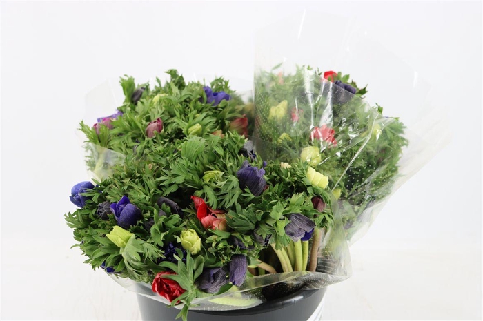 <h4>Anem Marianne Mixed</h4>