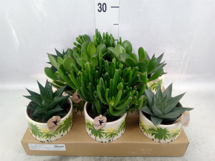 <h4>Succulents   ...mix 3</h4>