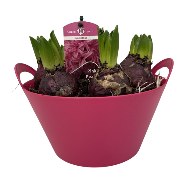 <h4>Schaal Outdoor Cerise</h4>