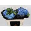 Hydrangea Shocking Blue Premium