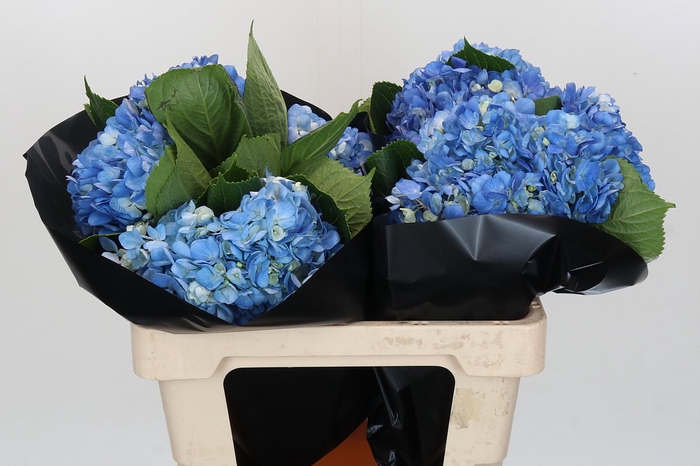 Hydrangea Shocking Blue Premium