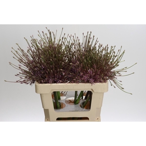 Allium Schubertii