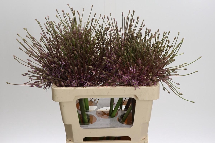 <h4>Allium Schubertii</h4>