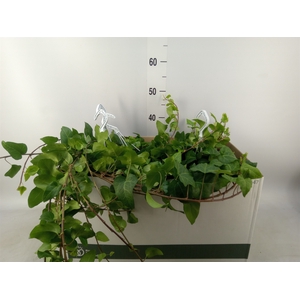 Hedera helix 'Mein Herz'