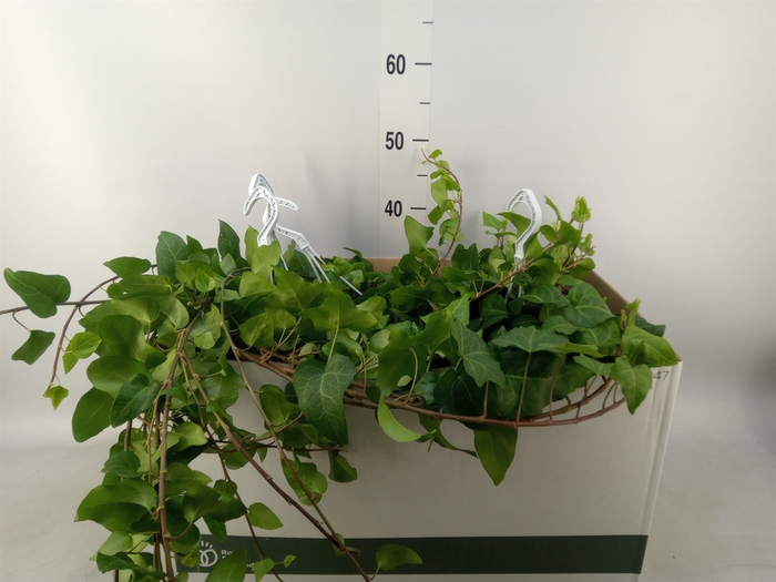 <h4>Hedera helix 'Mein Herz'</h4>