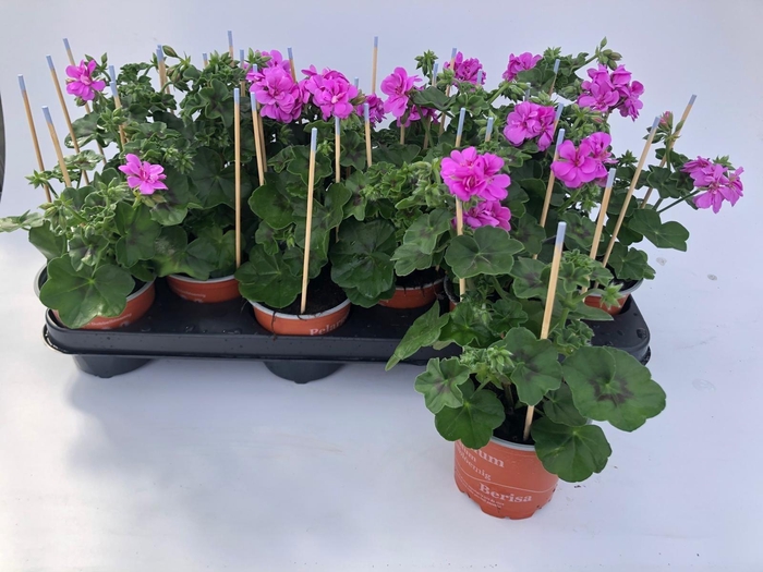 <h4>PEL PELT OV</h4>