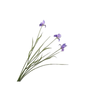 Iris 71cm lavend 24/ds