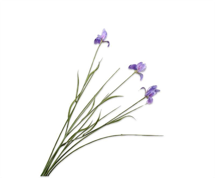 <h4>Iris 71cm lavend 24/ds</h4>