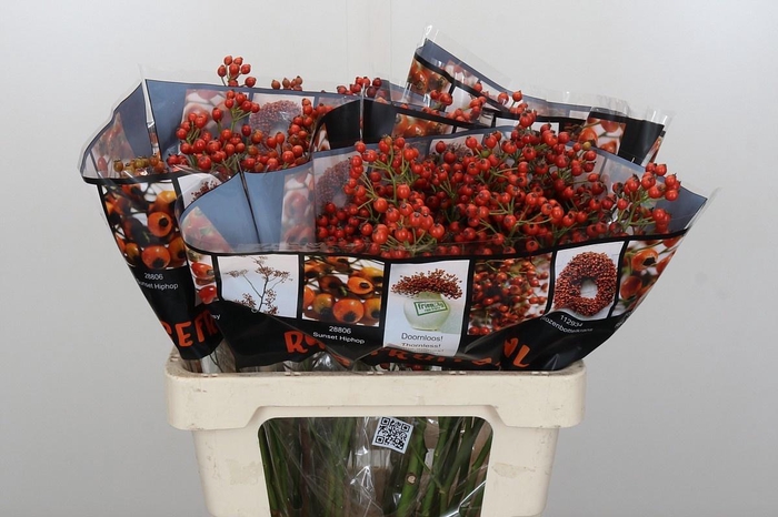 <h4>ROSA AUT ROSEFRUITS</h4>