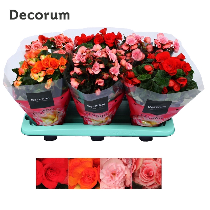 Begonia mix 13 cm KARPRIJS /VOLLE CC Decorum