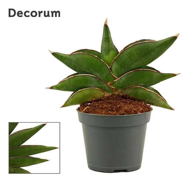 <h4>Sansevieria Stylish fan 6 cm (Decorum)</h4>