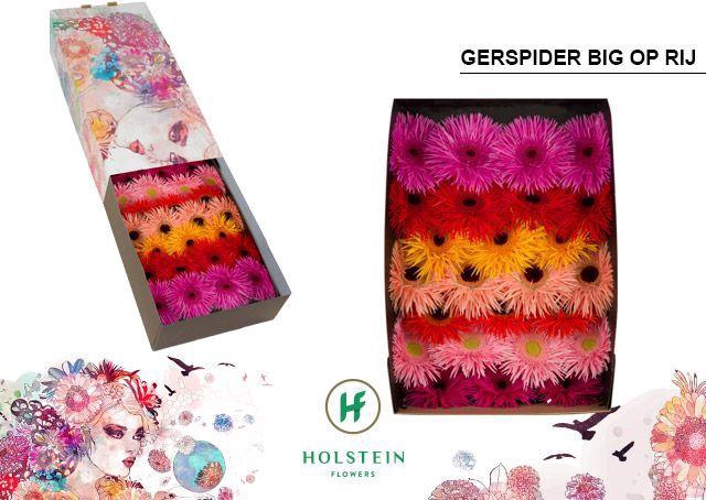 <h4>Gerbera Spider Mix Spider Doos</h4>