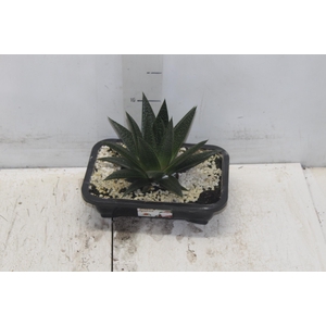 SUCULENTA HAWORTHIA LIMIFOLIA VASO PLASTICO 1.1L