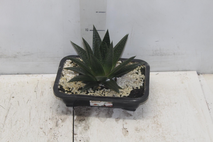 SUCULENTA HAWORTHIA LIMIFOLIA VASO PLASTICO 1.1L