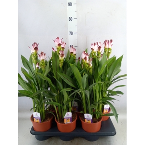Curcuma   ...