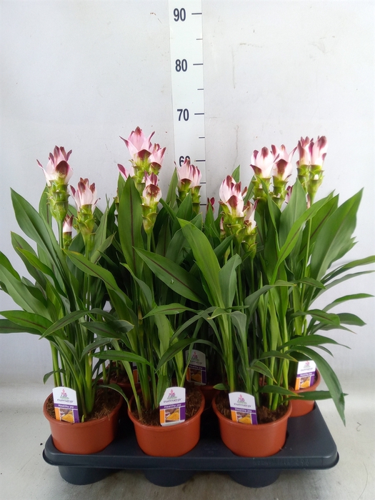 <h4>Curcuma   ...</h4>