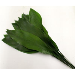 ASPIDISTRABLAD 50 CM