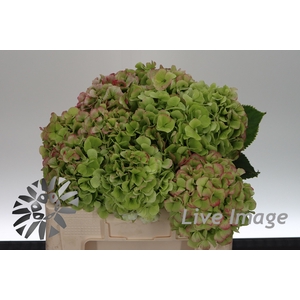 Hydrangea white verena classic