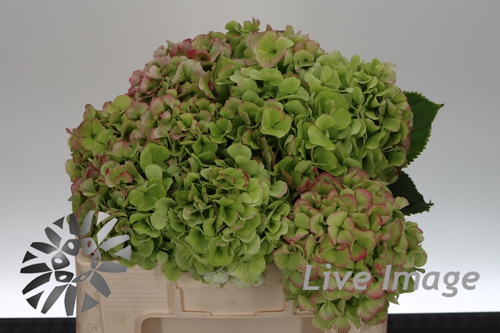 <h4>Hydrangea white verena classic</h4>