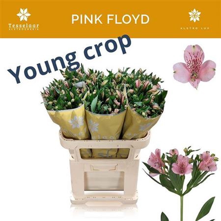 <h4>Alstroemeria Pink Floyd</h4>