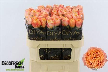 <h4>R Gr Kahala-bb</h4>