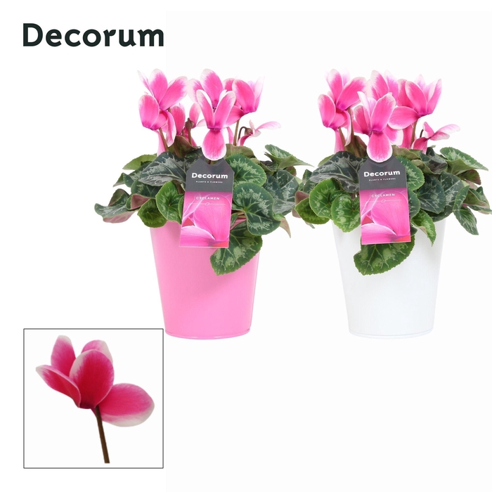 <h4>Cyclaam Lovely Moments in Ompot Zara(Decorum)</h4>