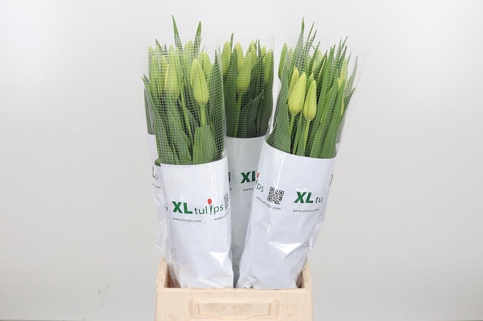 <h4>Tu En White Proud</h4>