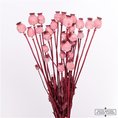 <h4>DRIED PAPAVER X5 BORDEAUX BUNCH SLV</h4>