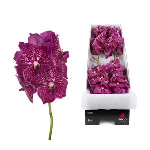 Vanda Ruby Love