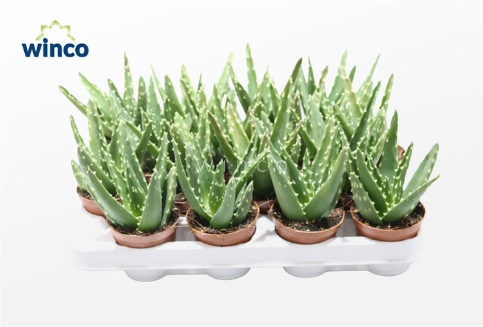 <h4>Aloe Mitriformis Ssp.</h4>