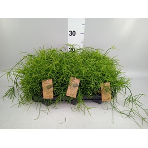 Rhipsalis baccifera 'Oasis'