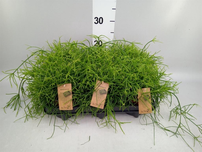 <h4>Rhipsalis baccifera 'Oasis'</h4>
