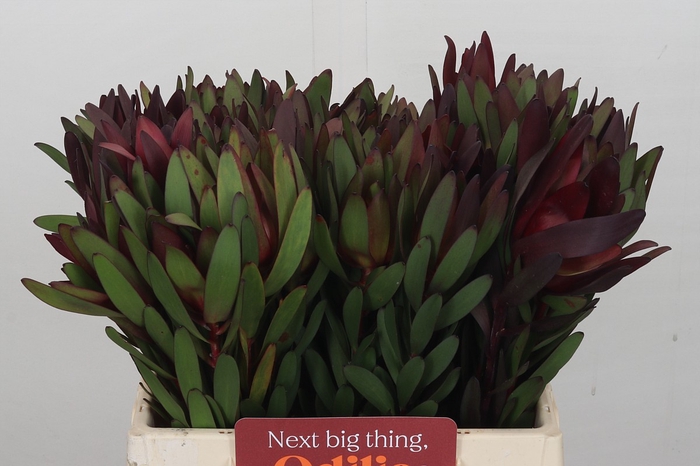 <h4>Leucadendron Saf Sunset Dark Red</h4>