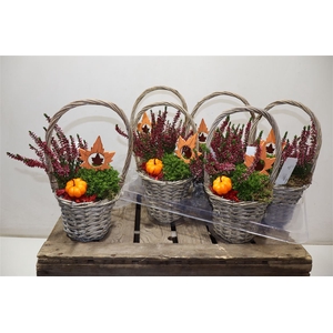 arr8 Arr Tuinplanten In Wilgen Mand