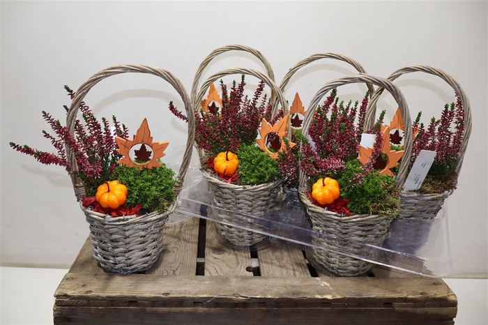 <h4>arr8 Arr Tuinplanten In Wilgen Mand</h4>