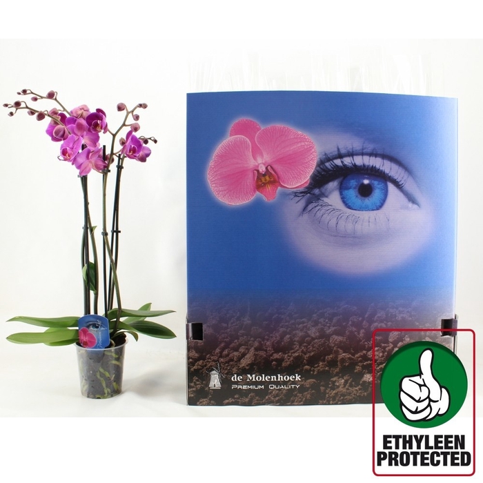 <h4>PHAL GEM 6 KL</h4>