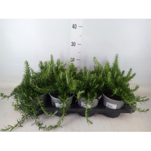 Rosmarinus officinalis 'Prostratus'