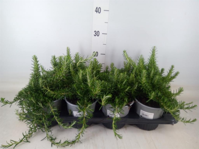 <h4>Rosmarinus officinalis 'Prostratus'</h4>