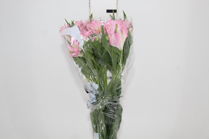 <h4>ALSTROEMERIA DUBAI 080 CM</h4>