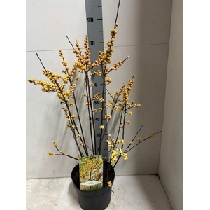 ILEX VERTICILLATA