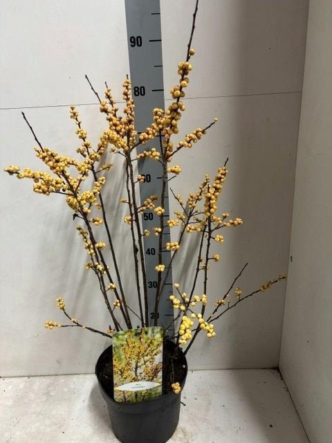 <h4>ILEX VERTICILLATA</h4>