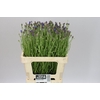 Centaurea Cy Blue