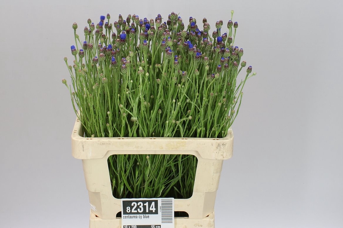 <h4>Centaurea Cy Blue</h4>