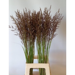 Calamagrostis Brachy
