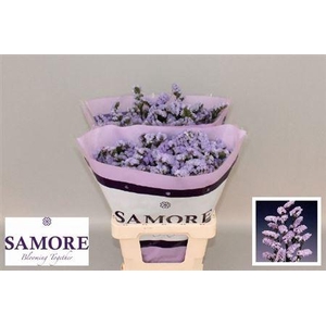 Limonium Donau Birds