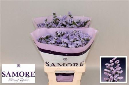 <h4>Limonium Donau Birds</h4>